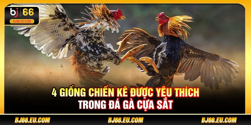 4 giống chiến kê được yêu thích trong đá gà cựa sắt