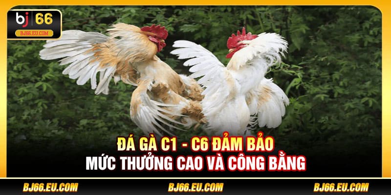 Đá gà C1 - C6 đảm bảo mức thưởng cao và công bằng