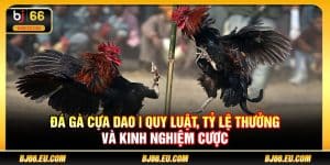 Đá gà cựa dao