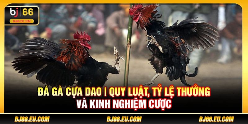 Đá gà cựa dao