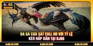 Đá gà cựa sắt