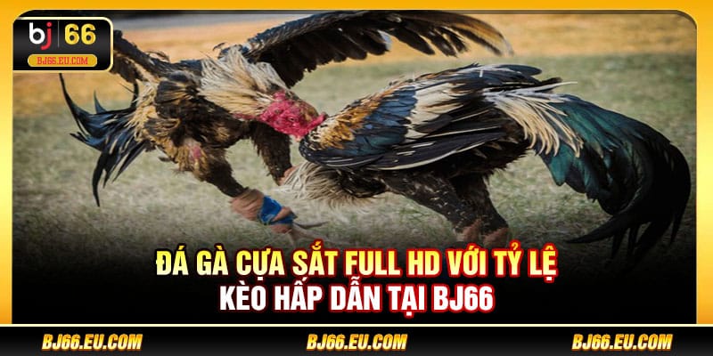 Đá gà cựa sắt