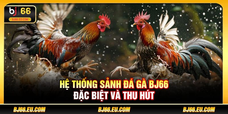 Hệ thống sảnh đá gà BJ66 đặc biệt và thu hút