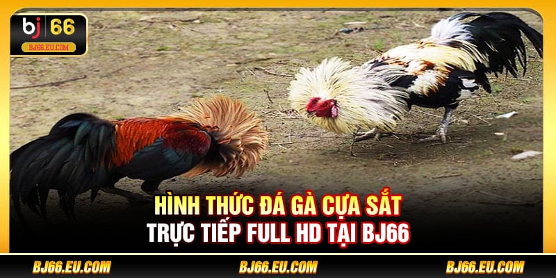 Hình thức đá gà cựa sắt trực tiếp Full HD tại BJ66
