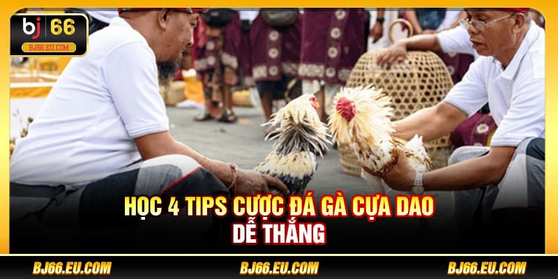 Học 4 tips cược đá gà cựa dao dễ thắng