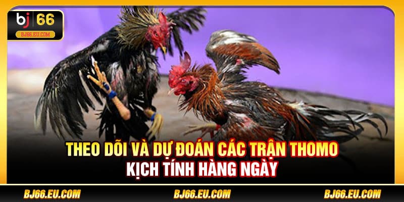 Theo dõi và dự đoán các trận Thomo kịch tính hàng ngày