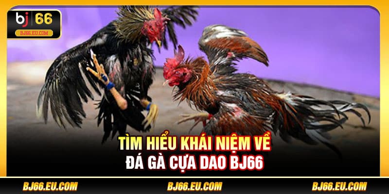 Tìm hiểu khái niệm về đá gà cựa dao BJ66